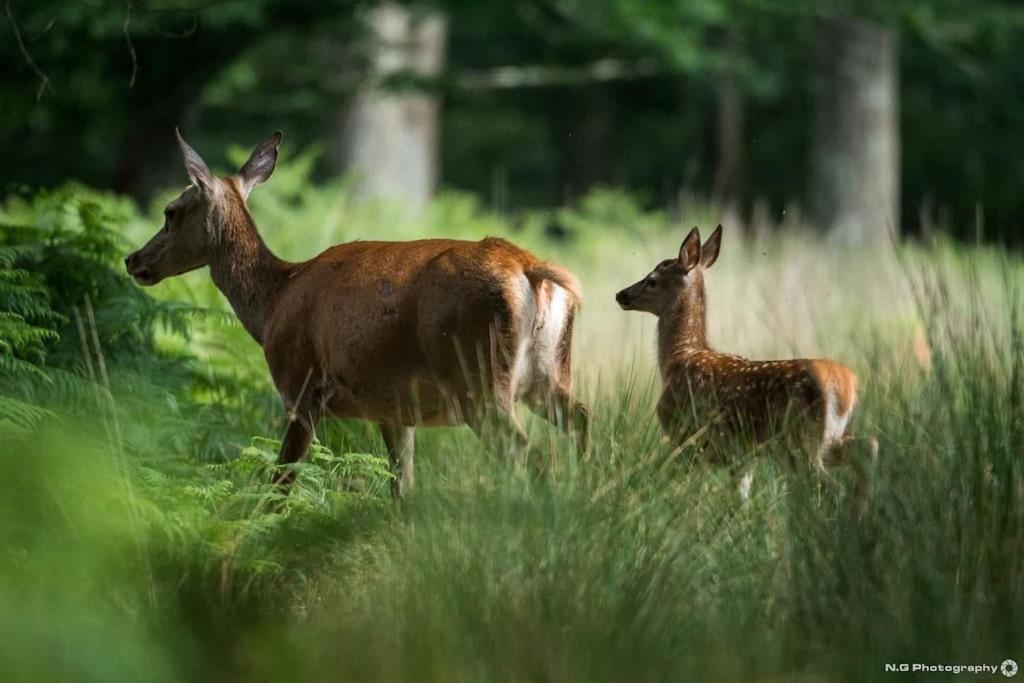Maison Au Milieu Des Bois Et Des Animaux Jouy-le-Potier 외부 사진